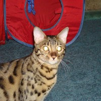 Портфолио VIRGINIA DONNELL